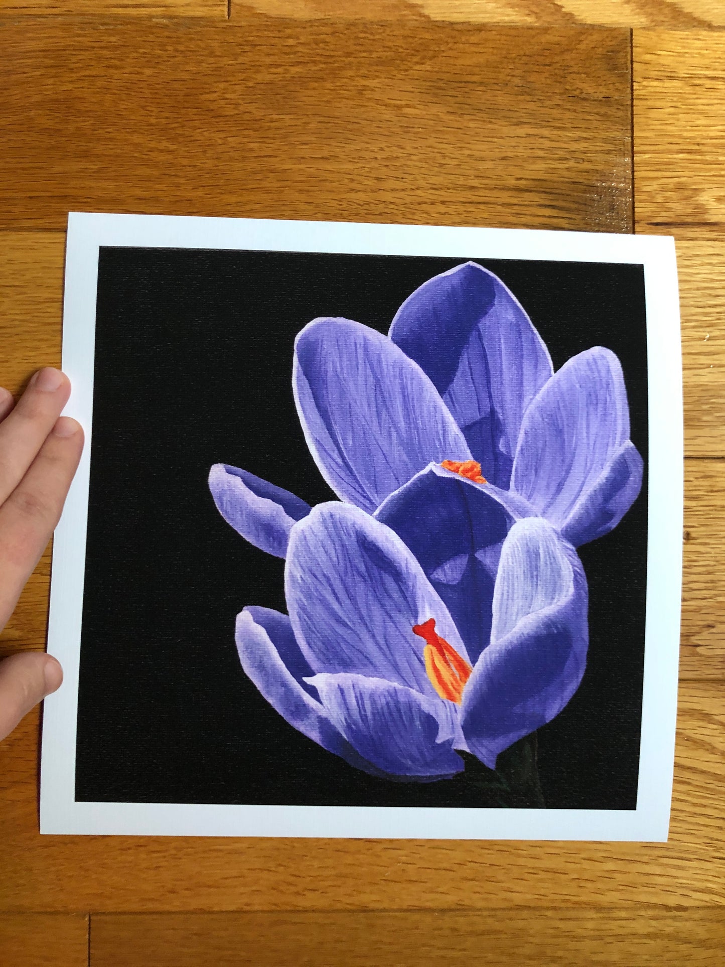 Crocus print - Only ONE of this paper type! -