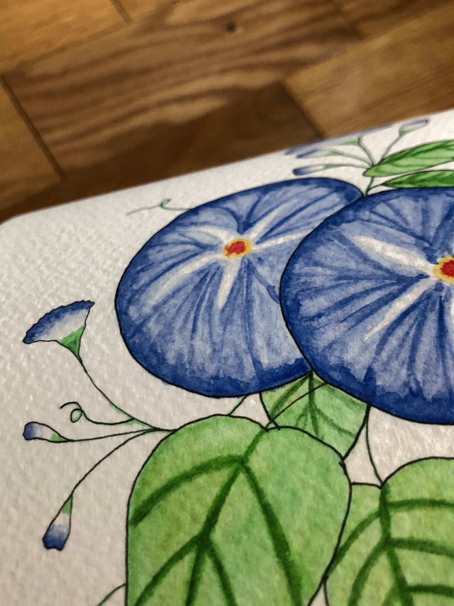 Morning Glory Watercolor Print