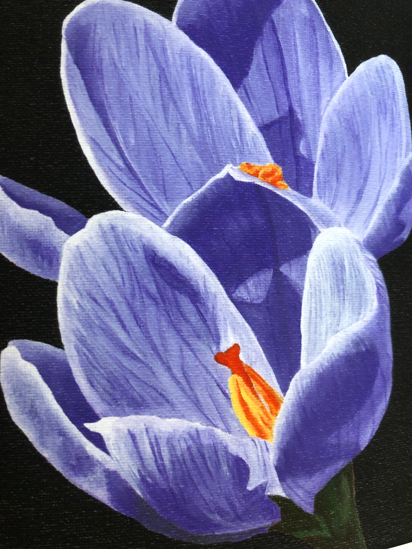 Crocus print