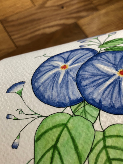 Morning Glory Watercolor Print